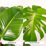 Strelitzia Nicolai - Ø19cm - ↕85cm + Monstera Deliciosa - Ø21cm - ↕75cm + Mand Igmar