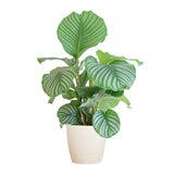 Calathea Orbifolia met Viber wit - 65cm - Ø19