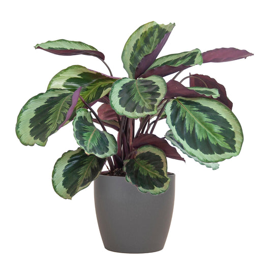 Calathea Medaillon met Viber grijs - 65cm - Ø19
