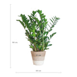 Zamioculcas Zamiifolia met Mand Lissabon wit  - 80cm - Ø21