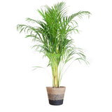 Areca Palm (Dypsis) met Lissabon mand zwart - 100cm - Ø21