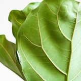 Ficus Lyrata - Ø21cm - ↕90cm