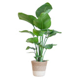 Strelitzia Nicolai met Lissabon mand wit - 80cm - Ø19