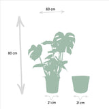 Strelitzia Nicolai - Ø19cm - ↕85cm + Monstera Deliciosa - Ø21cm - ↕75cm + Mand Igmar