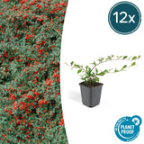 Cotoneaster dammeri - Dwergmispel - ↕10-25cm - Ø9cm - 12x