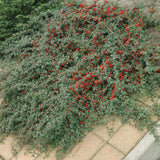 Cotoneaster dammeri - Dwergmispel - ↕10-25cm - Ø9cm - 12x