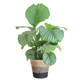 Calathea Orbifolia met Lissabon mand zwart - 65cm - Ø19