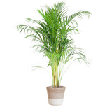 Areca Palm (Dypsis) met Lissabon mand wit - 100cm - Ø21