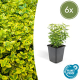 Euonymus fortunei 'Emerald ’n Gold' - Kardinaalsmuts - ↕10-25cm - Ø9cm - 6x