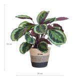 Calathea Medaillon met Lissabon mand zwart - 65cm - Ø19