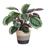 Calathea Medaillon met Lissabon mand zwart - 65cm - Ø19