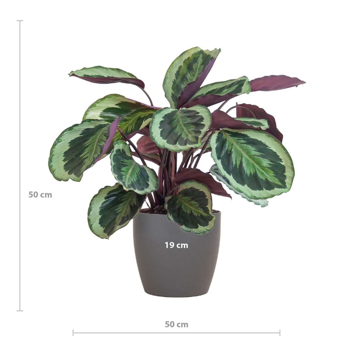 Calathea Medaillon met Viber grijs - 65cm - Ø19