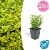 Euonymus fortunei 'Emerald ’n Gold'  - Kardinaalsmuts - ↕10-25cm - Ø9cm - 20x