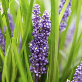 Liriope muscari 'Big Blue' - Leliegras - ↕10-25cm - Ø9cm - 20x