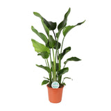 Strelitzia Nicolai - Ø24cm - ↕110cm