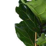 Ficus Lyrata - Ø21cm - ↕90cm in mand Albury Natural