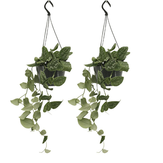 2x Scindapsus Pictus - Epipremnum - 25cm - ø15