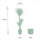 Dracaena met pot - ↨120cm - Ø21cm