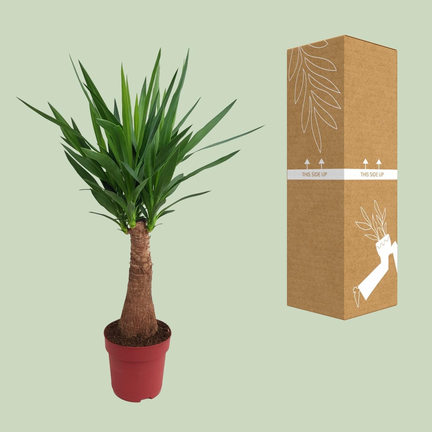 Yucca "Maya Tree" stam - Ø21cm - ↕100cm