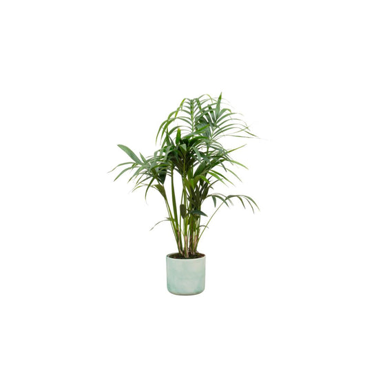 Combi deal - Kentia palm in pot Elho groen Ø22 - 130 cm