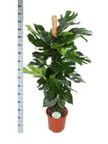 Monstera Deliciosa Ø27cm ↕150cm in mand Albury naturel