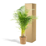 Areca met mand - ↨110cm -Ø21cm