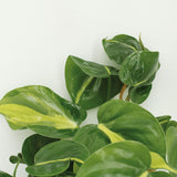 4x Philodendron Scandens Brasil  - 15cm - ø12