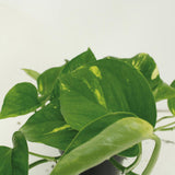 4x Epipremnum Aureum - Scindapsus - 20cm - ø12