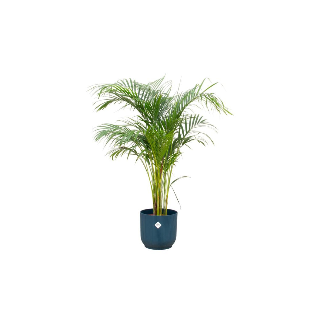 Combi deal - Areca palm in pot Elho blauw Ø30 - 140 cm