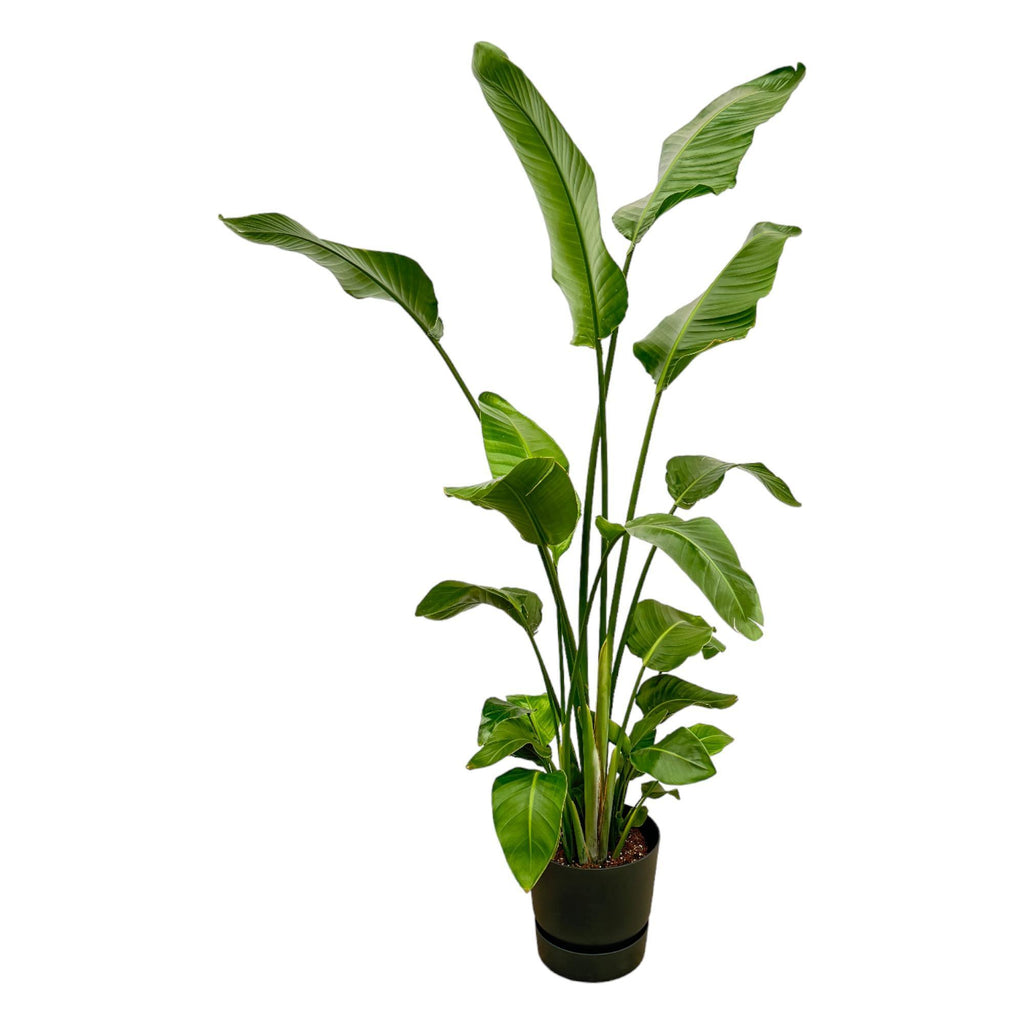 Strelitzia Nicolai in pot Elho zwart - 180 cm - Ø30