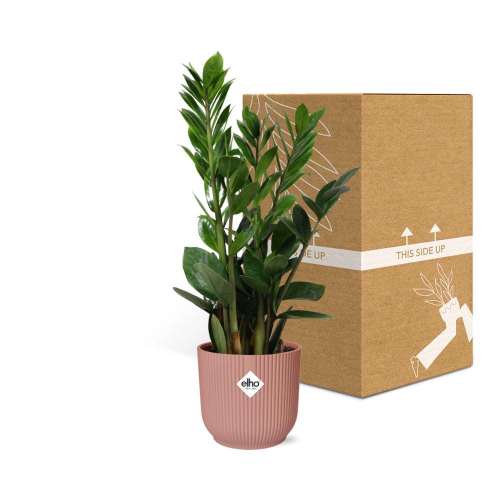 Zamioculcas Zamiifolia – Hoogte 45-50 in 14 cm pot Elho roze