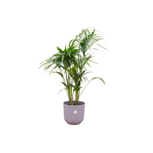 Combi deal - Kentia palm in pot Elho lila Ø26 - 130 cm