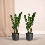 2x Zamioculcas Zamiifolia - Emerald palm - 50cm - ø14