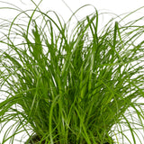 2x Cyperus Alternifolius  - Kattengras - 20cm - ø12