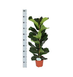 Ficus Lyrata - Ø21cm - ↕90cm in pot Boule olijf