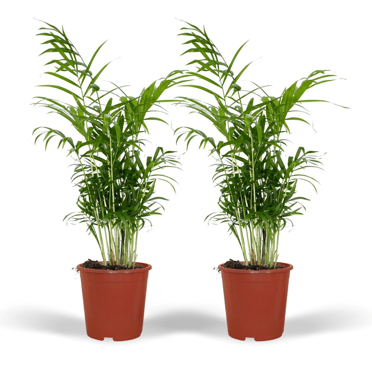 2x Chamaedorea Elegans - 55cm - ø17