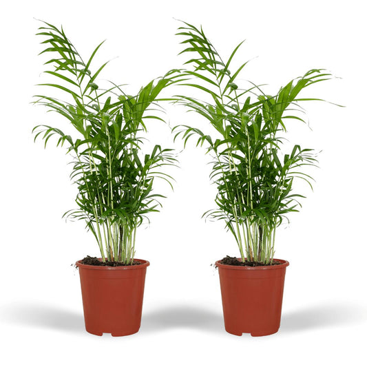 2x Chamaedorea Elegans - 55cm - ø17