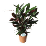 Calathea Rufibarba - Ø17cm - ↕55cm