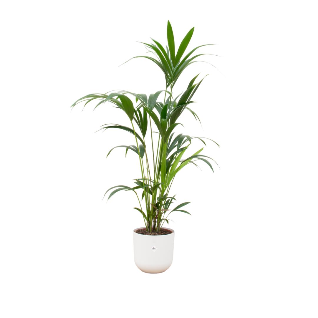 Combi deal - Kentia palm in pot Elho wit Ø26 - 160 cm