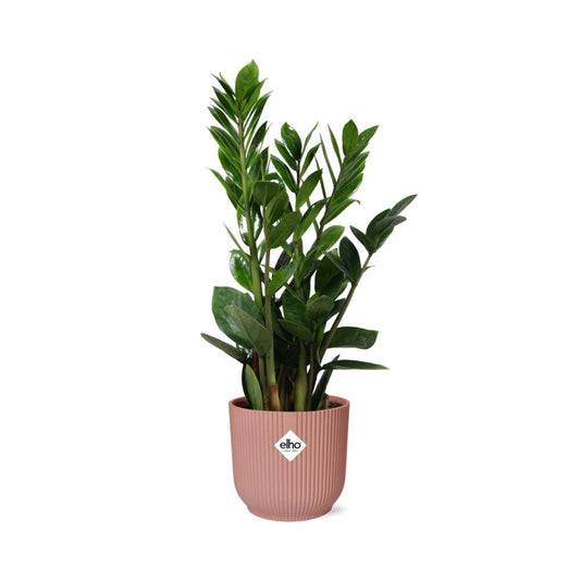 Zamioculcas Zamiifolia – Hoogte 45-50 in 14 cm pot Elho roze