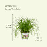 2x Cyperus Alternifolius  - Kattengras - 20cm - ø12