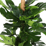 Monstera Deliciosa Ø27cm ↕150cm in mand Albury naturel