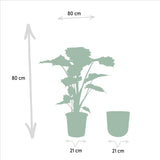 Alocasia Portodora - ↨80cm - Ø21cm + Pot Mayk Lead