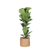 Ficus Lyrata - Ø21cm - ↕90cm in mand Albury Natural