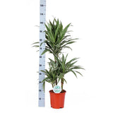 Dracaena Warneckii Ø21cm - ↕65cm in Boule OLIJF pot