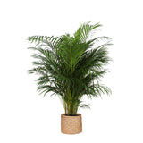 Areca palm Ø27cm ↕160cm in mand Albury Natural