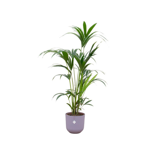 Combi deal - Kentia palm in pot Elho lila Ø26 - 160 cm