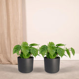 2x Philodendron Scandens - 15cm - ø12