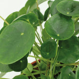 2x Pilea Peperomiodes - Pannekoekenplant - 20cm - ø12