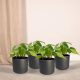 4x Philodendron Scandens Brasil  - 15cm - ø12